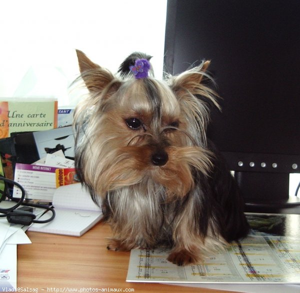 Photo de Yorkshire terrier