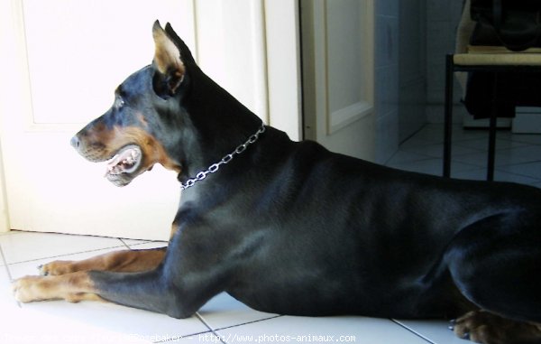 Photo de Dobermann