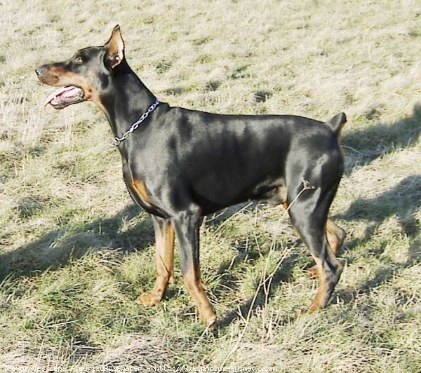 Photo de Dobermann