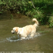 Photo de Golden retriever