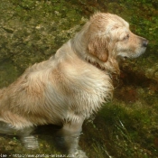 Photo de Golden retriever