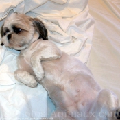 Photo de Shih tzu