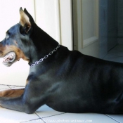 Photo de Dobermann