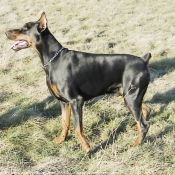 Photo de Dobermann