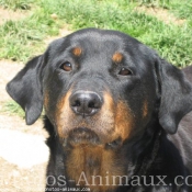 Photo de Rottweiler