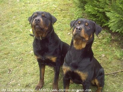 Photo de Rottweiler