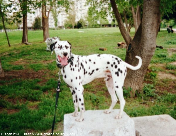 Photo de Dalmatien