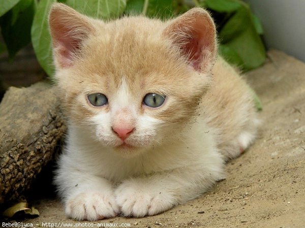 Photo de Chat domestique