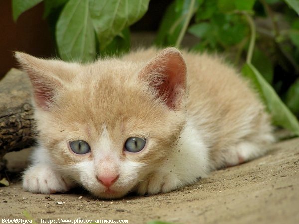 Photo de Chat domestique