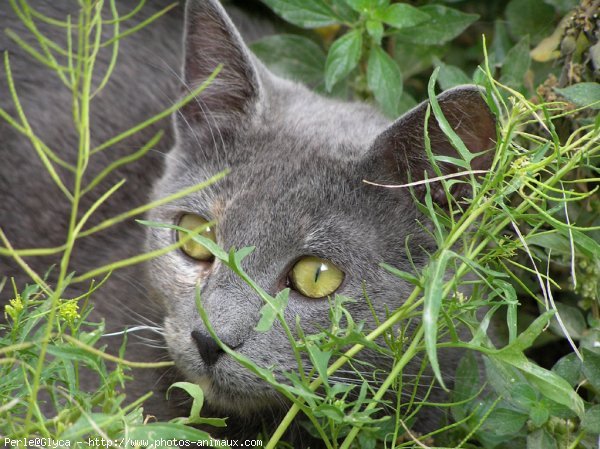 Photo de Chat domestique