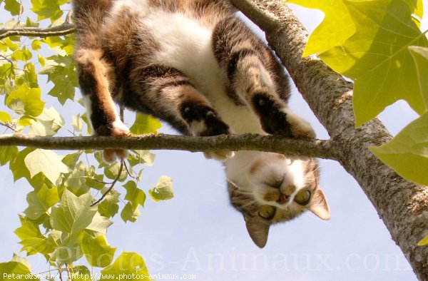 Photo de Chat domestique