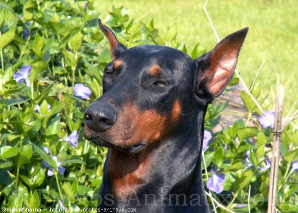 Photo de Dobermann