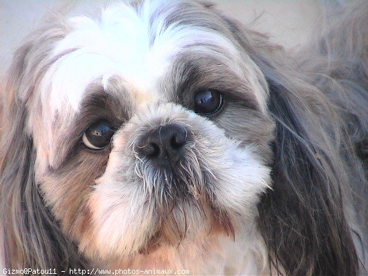 Photo de Shih tzu