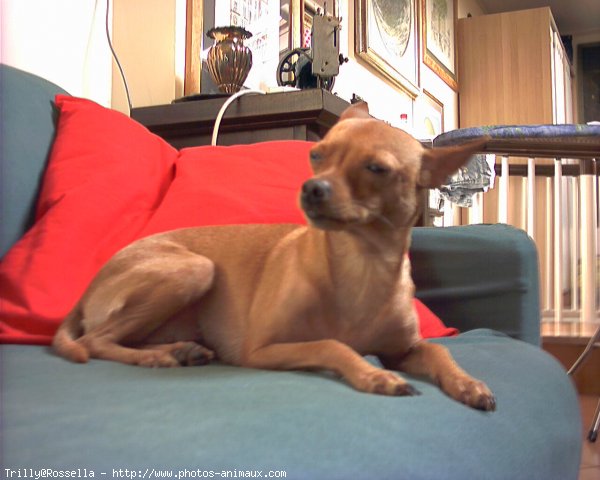 Photo de Pinscher nain