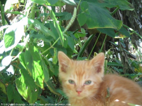 Photo d'Ocicat