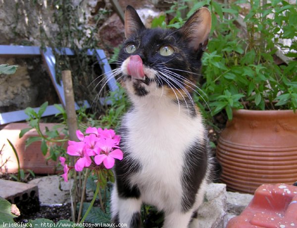 Photo de Chat domestique