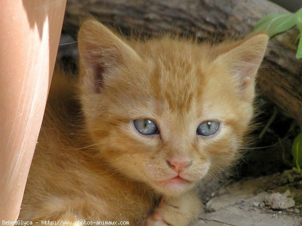 Photo de Chat domestique