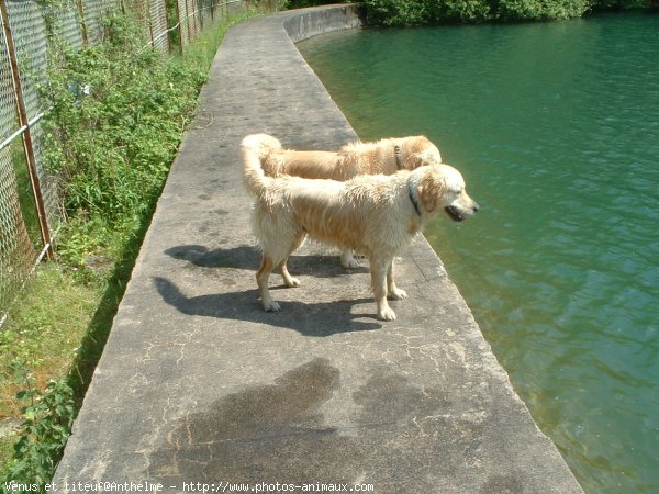 Photo de Golden retriever