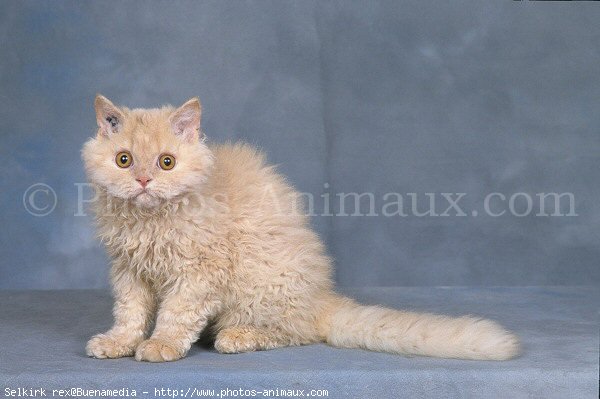 Photo de Selkirk rex poil court