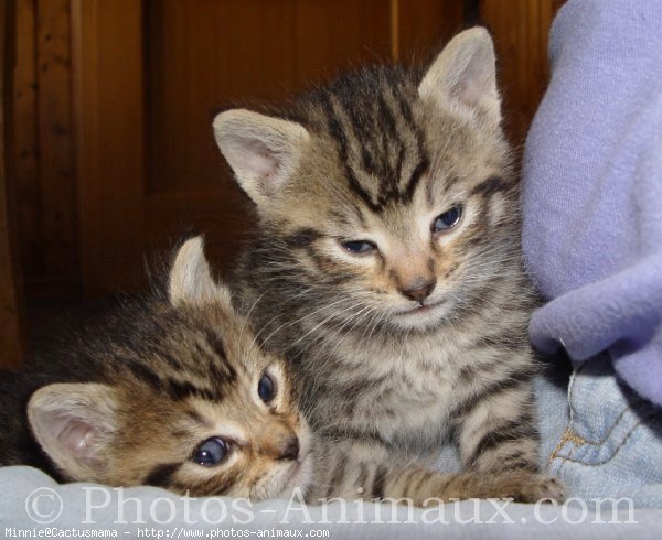 Photo de Chat domestique