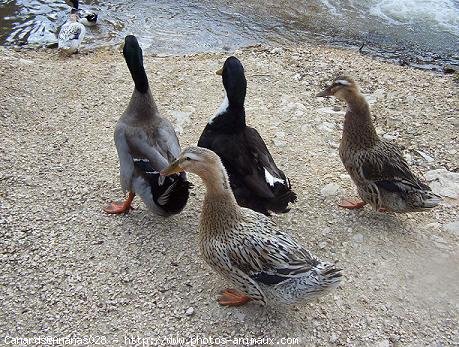 Photo de Canard