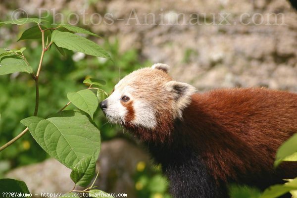 Photo de Panda roux