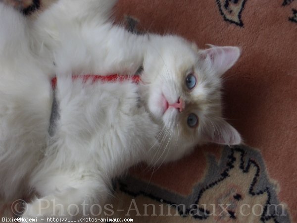 Photo de Ragdoll