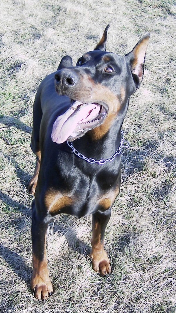 Photo de Dobermann