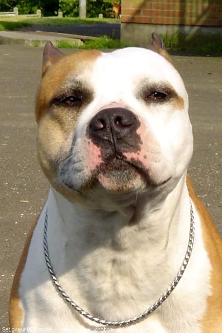 Photo d'American staffordshire terrier