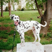 Photo de Dalmatien