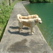 Photo de Golden retriever