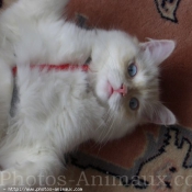 Photo de Ragdoll