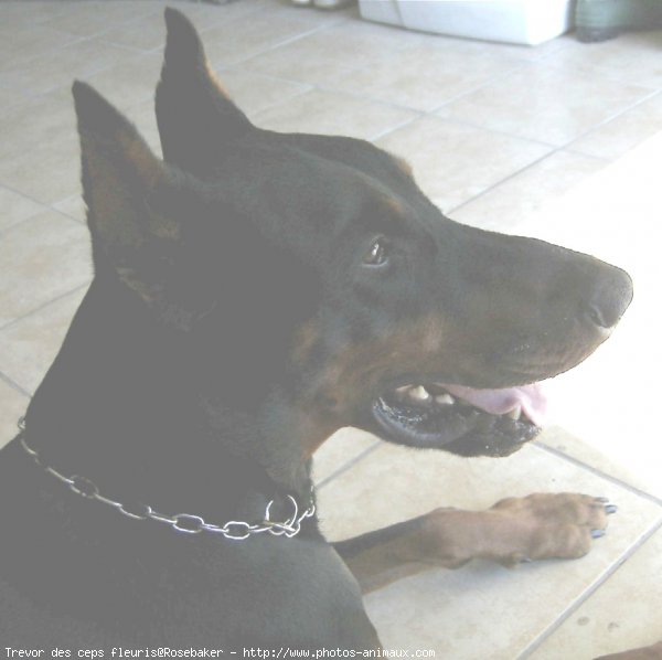 Photo de Dobermann