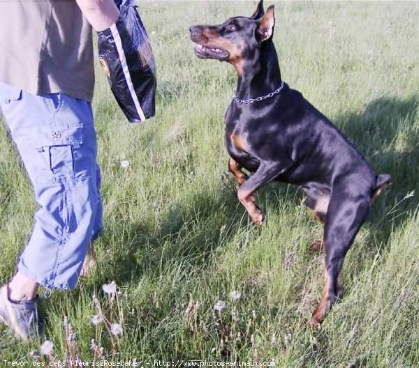 Photo de Dobermann