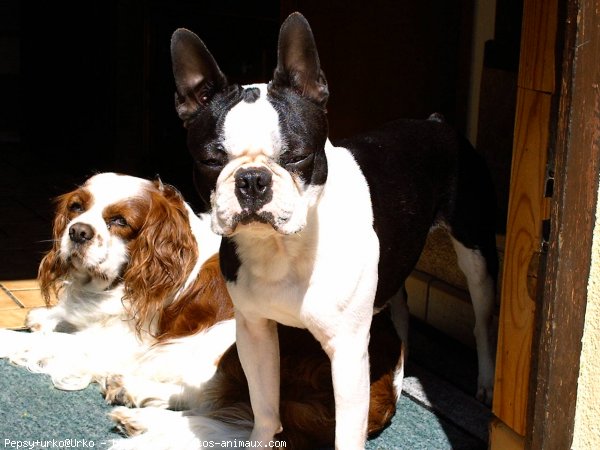 Photo de Cavalier king charles spaniel