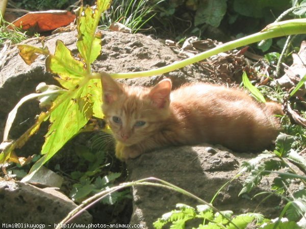 Photo d'Ocicat