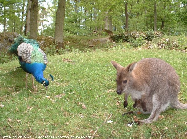 Photo de Races diffrentes