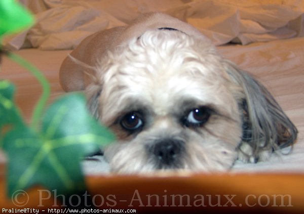 Photo de Shih tzu