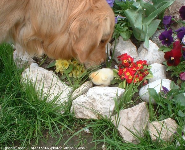 Photo de Golden retriever