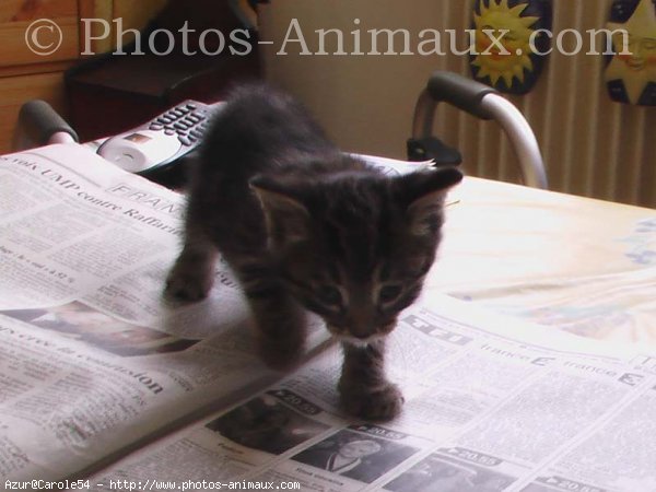 Photo de Chat domestique