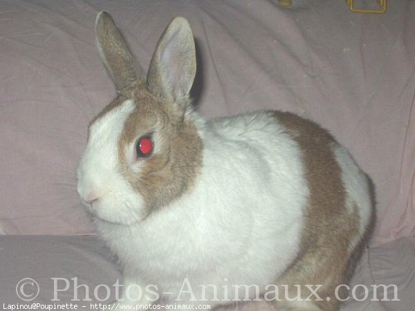 Photo de Lapin