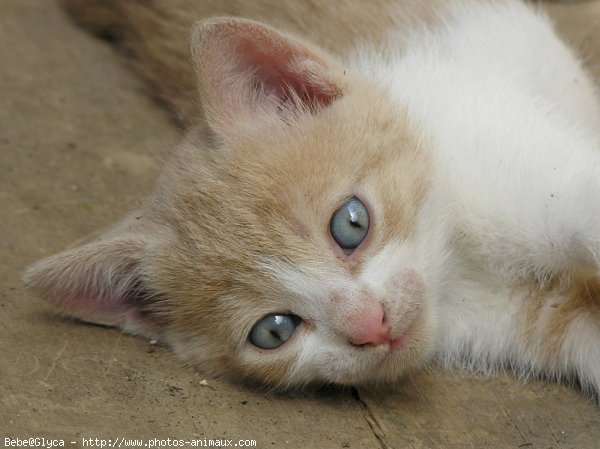 Photo de Chat domestique