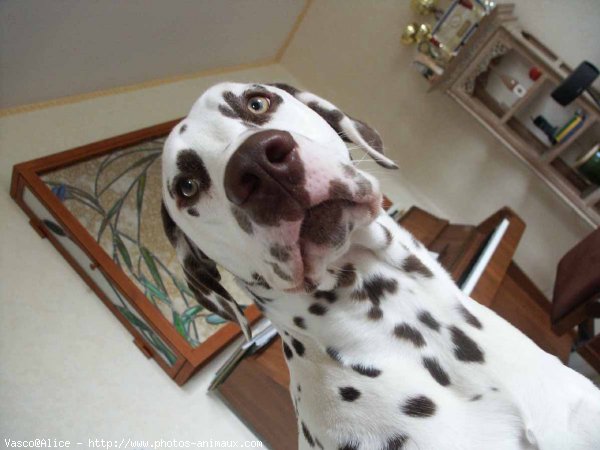 Photo de Dalmatien