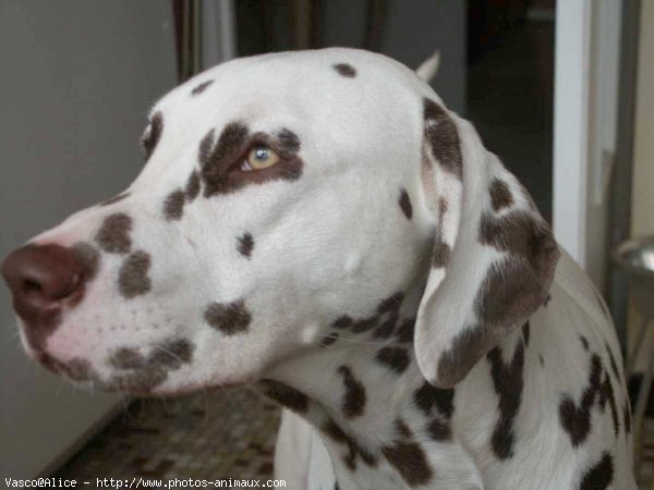 Photo de Dalmatien