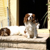 Photo de Cavalier king charles spaniel