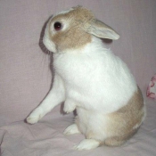 Photo de Lapin