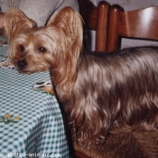 Photo de Yorkshire terrier