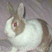 Photo de Lapin