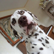 Photo de Dalmatien