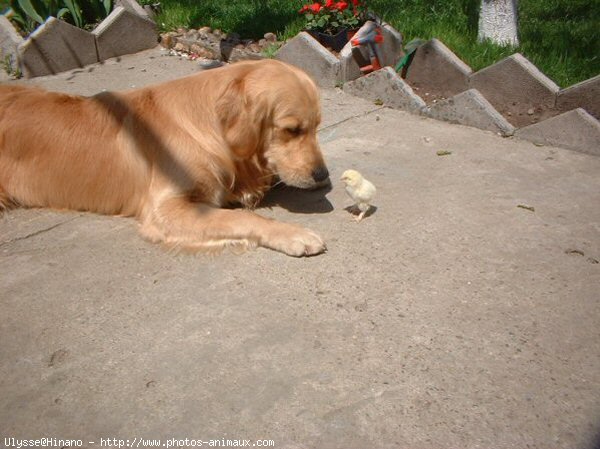 Photo de Golden retriever